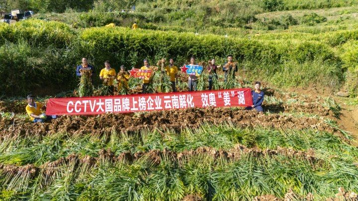 墨江象鼻村生姜大丰登！从种植、施肥到采摘，云南解化全程“呵护”
