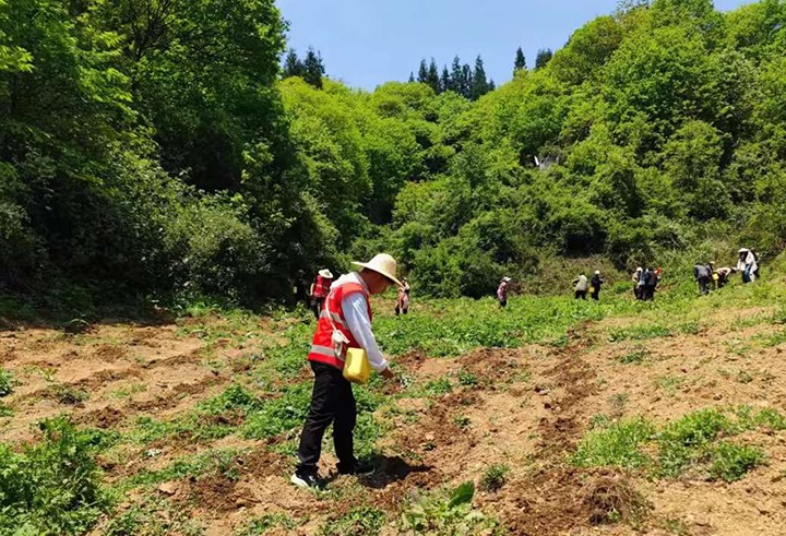 春耕季节见担任  田间地头显真情——云能集团驻村工作队助力寿山春耕促振兴